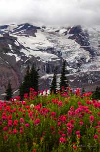 Nisqually Glacier-0168